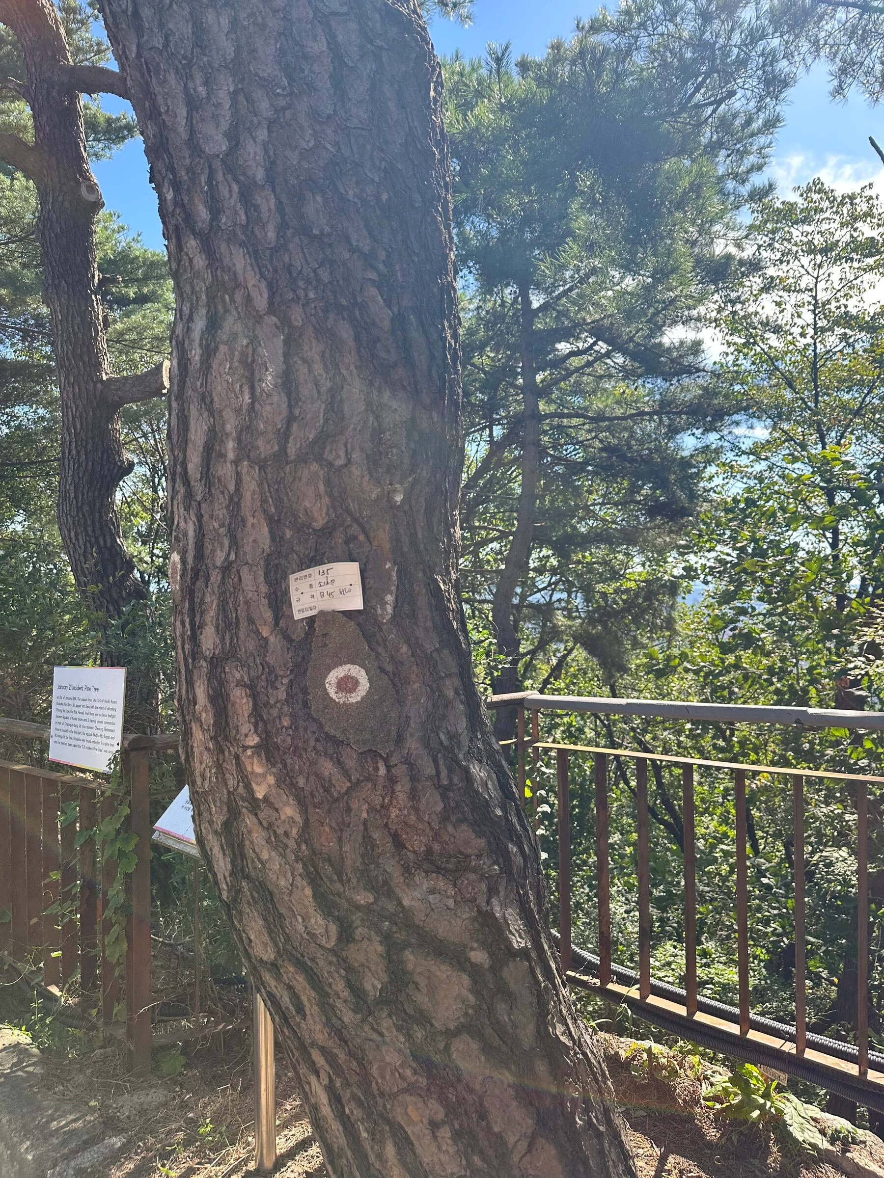 The old pine on the Bugaksan wall trail that took gunfire during the 1968 raid on the Blue House, one of the marked bullet holes ringed on its trunk and the plaques standing beside it.