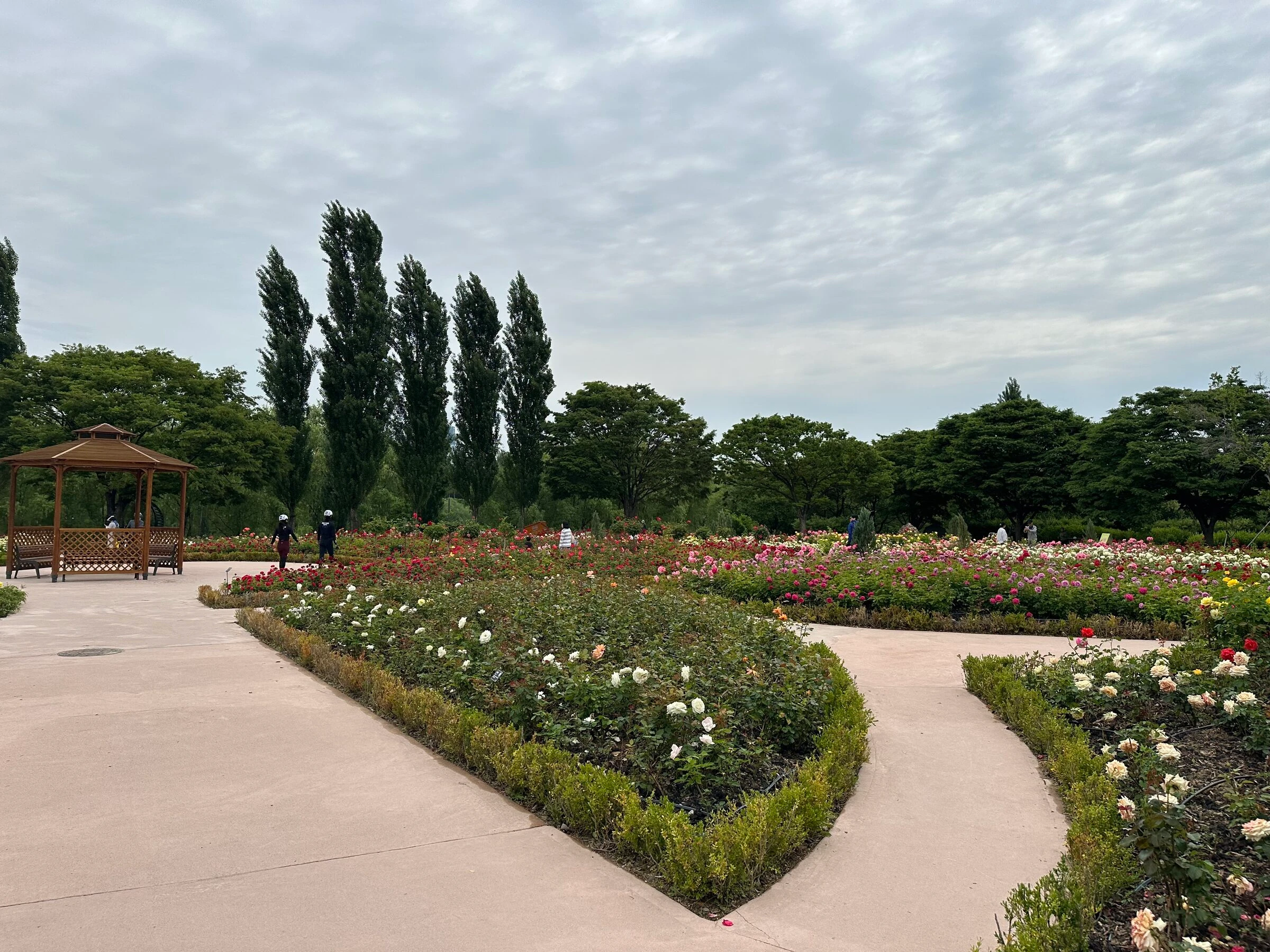 The Seonyudo Park rose garden in bloom, curved paths between rose beds and a wooden gazebo on the left.